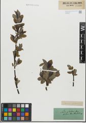 Foto von Salix glabra Scop.